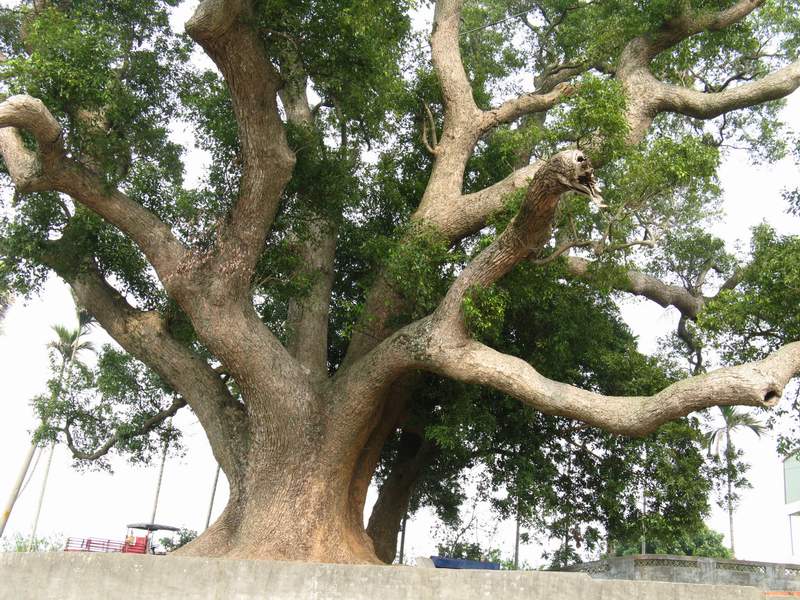 八卦山台地第一神木老樟树